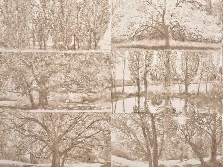 Wallpapers Arbres et sous bois-BOULEAU-FP235001 Pierre Frey